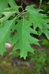 Northern red oak